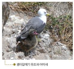 독도에서 볼 수 있는 조류와 곤충, 미생물들